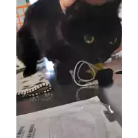 gatto - Matr. 2020/0576 - Microchip 380260043526641