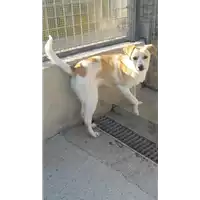 Foto dell\'animale cane - Matr. 2020/0439 - Microchip 380260043710364