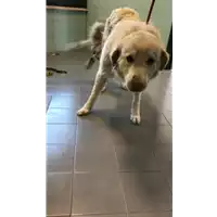 Foto dell\'animale cane - Matr. 2020/0367 - Microchip 380260043631996