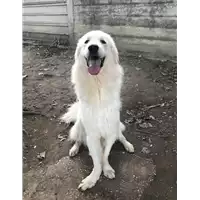 Foto dell\'animale cane - Matr. 2019/2594 - Microchip 380260043853674