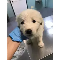 Foto dell\'animale cane - Matr. 2020/0584 - Microchip 380260043524305