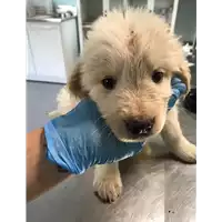 Foto dell\'animale cane - Matr. 2020/0586 - Microchip 380260043526699