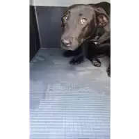 Foto dell\'animale cane - Matr. 2020/0588 - Microchip 380260043526614