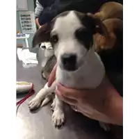 Foto dell\'animale cane - Matr. 2017/0307 - Microchip 380260043151844