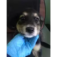 Foto dell\'animale cane - Matr. 2020/0594 - Microchip 380260043770045
