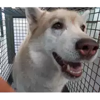 cane - Matr. 2020/0601 - Microchip 380260000544778