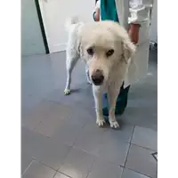 Foto dell\'animale cane - Matr. 2020/0600 - Microchip 380260043706536