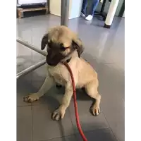 Foto dell\'animale cane - Matr. 2020/0603 - Microchip 380260043707145
