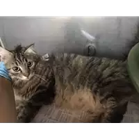 Foto dell\'animale gatto - Matr. 2020/0608 - Microchip 380260043769592