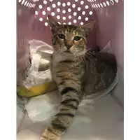gatto - Matr. 2020/0610 - Microchip 380260043707064