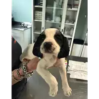 Foto dell\'animale cane - Matr. 2020/0616 - Microchip 380260043707791
