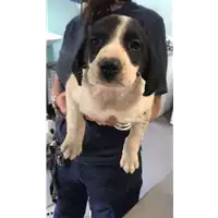Foto dell\'animale cane - Matr. 2020/0617 - Microchip 380260043708102
