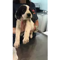 Foto dell\'animale cane - Matr. 2020/0618 - Microchip 380260043708356