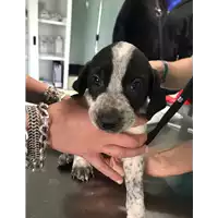Foto dell\'animale cane - Matr. 2020/0619 - Microchip 380260043707827
