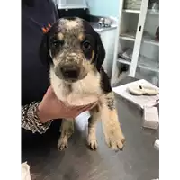 Foto dell\'animale cane - Matr. 2020/0620 - Microchip 380260043706665