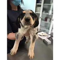 Foto dell\'animale cane - Matr. 2020/0621 - Microchip 380260043706729