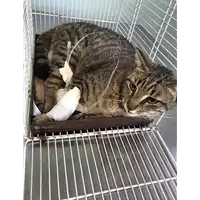 Foto dell\'animale gatto - Matr. 2020/0622 - Microchip 380260043769855