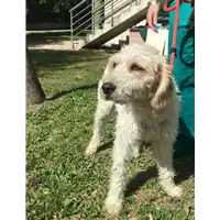 Foto dell\'animale cane - Matr. 2020/0623 - Microchip 380260043707716