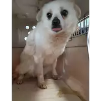 Foto dell\'animale cane - Matr. 2019/2485 - Microchip 380260043631569