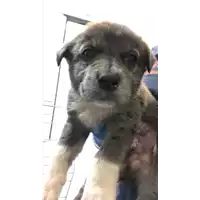 Foto dell\'animale cane - Matr. 2020/0628 - Microchip 380260043707543