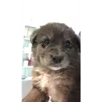 Foto dell\'animale cane - Matr. 2020/0629 - Microchip 380260043708038