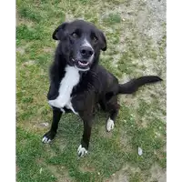 Foto dell\'animale cane - Matr. 2010/1400 - Microchip 380260000280970
