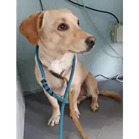 Foto dell\'animale cane - Matr. 2020/0633 - Microchip 380260043707907