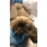Foto dell\'animale gatto - Matr. 2020/0634 - Microchip 380260043710439