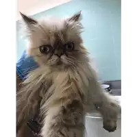 Foto dell\'animale gatto - Matr. 2020/0635 - Microchip 380260043760000