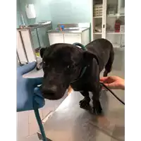 Foto dell\'animale cane - Matr. 2020/0636 - Microchip 380260043707672