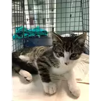 Foto dell\'animale gatto - Matr. 2020/0637 - Microchip 380260043707564
