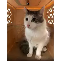 Foto dell\'animale gatto - Matr. 2020/0639 - Microchip 380260043708365