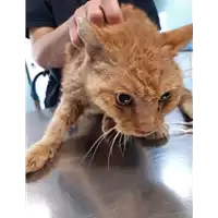 Foto dell\'animale gatto - Matr. 2020/0640 - Microchip 380260043708226
