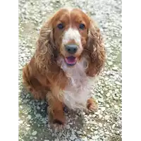 Foto dell\'animale cane - Matr. 2020/0641 - Microchip 380260002834609