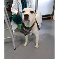 Foto dell\'animale cane - Matr. 2020/0642 - Microchip 380260043708075