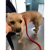 Foto dell\'animale cane - Matr. 2019/2483 - Microchip 380260043524238
