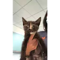 Foto dell\'animale gatto - Matr. 2020/0644 - Microchip 380260043710373