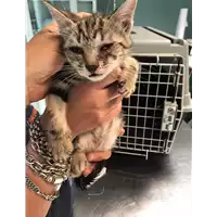 Foto dell\'animale gatto - Matr. 2020/0649 - Microchip 380260043707762