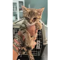 Foto dell\'animale gatto - Matr. 2020/0646 - Microchip 380260043710063