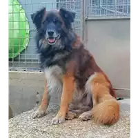 Foto dell\'animale cane - Matr. 2020/0653 - Microchip 380260043707936