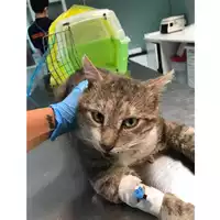 Foto dell\'animale gatto - Matr. 2020/0651 - Microchip 380260043707521