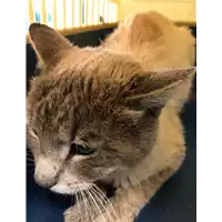 Foto dell\'animale gatto - Matr. 2020/0656 - Microchip 380260043709461