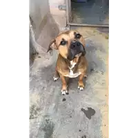 Foto dell\'animale cane - Matr. 2020/0657 - Microchip 380260004912658