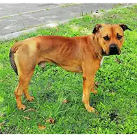 Foto dell\'animale cane - Matr. 2019/2739 - Microchip 380260004917368