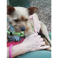 Foto dell\'animale cane - Matr. 2020/0663 - Microchip 191100002078269