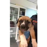 Foto dell\'animale cane - Matr. 2020/0666 - Microchip 380260043709729