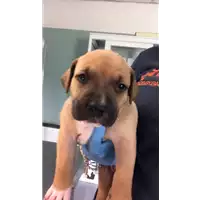 Foto dell\'animale cane - Matr. 2020/0667 - Microchip 380260043534691