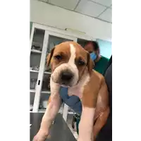 Foto dell\'animale cane - Matr. 2020/0668 - Microchip 380260043535034