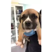 Foto dell\'animale cane - Matr. 2020/0669 - Microchip 380260043534722