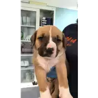 Foto dell\'animale cane - Matr. 2020/0670 - Microchip 380260043534590